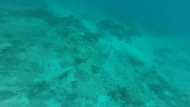 Чернопятнистый коралловый групер смотреть онлайн