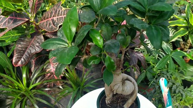 Azər Qurbanov / Ficus Ginseng / Fikus Microcarpa / Garden plants смотреть онлайн