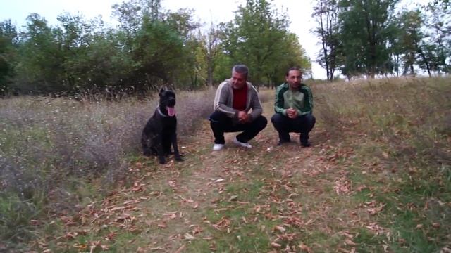 Cane Corso Jeena and Ares. Кане Корсо Джина и Арес Разград, Болгария. смотреть онлайн