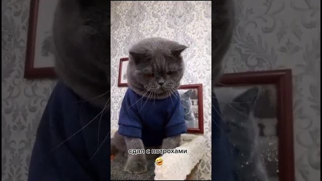 Сдал с потрохами)) смотреть онлайн