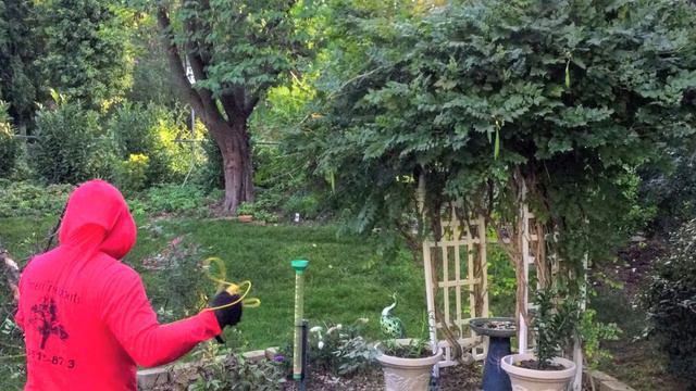 Tree and Trumpet Vine Removal смотреть онлайн