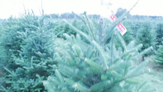 16 186 Пихта Фразера срезанная 1.75 – 2.00 м. смотреть онлайн