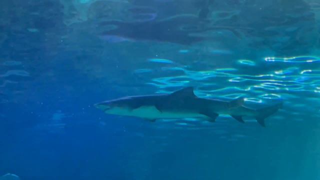 Ripley's Aquarium of Canada April 9, 2023 смотреть онлайн