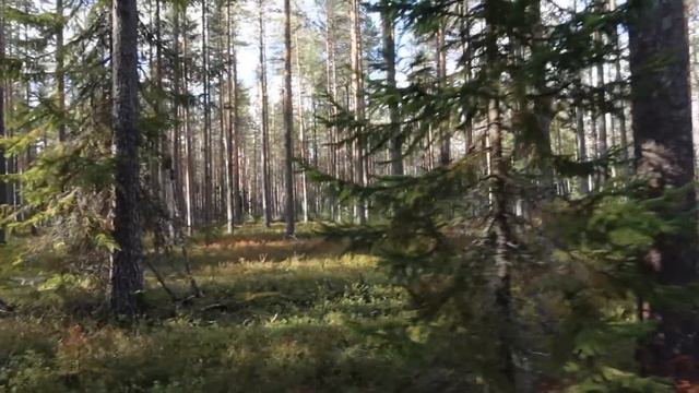 С Каюром по тайге/Карелия/ смотреть онлайн