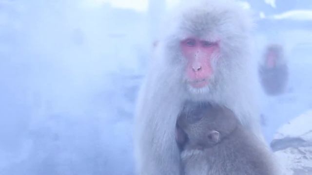 Редкие животные Японии смотреть онлайн