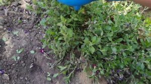 ЧЕРЕНКОВАНИЕ ОБРИЕТЫ . ОБРЕЗКА ОТЦВЕТШИХ ПОЧВОПОКРОВНИКОВ. СЕЯНЦЫ АРАБИСА И ОБРИЕТЫ.