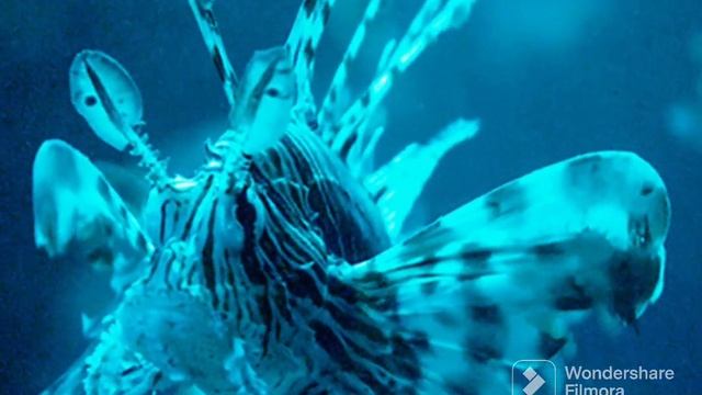 смешные животные снятый видео камеру человека