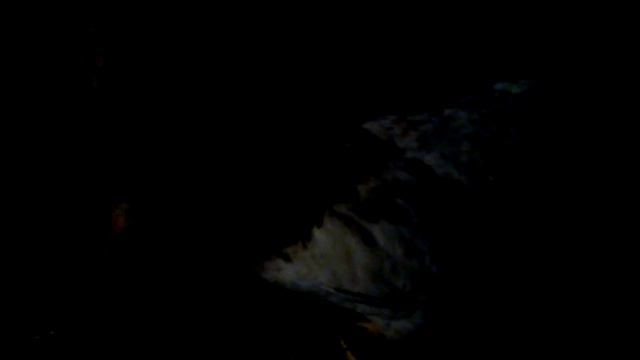 Петух в гнезде ночует (темно), и не гадит, факт. смотреть онлайн