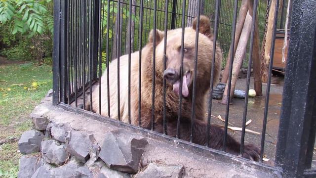 Красавец Алтай 03.10.17г. Новосибирский зоопарк им.Р.А.Шило смотреть онлайн