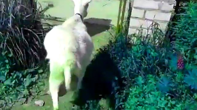 Козы вообщем тут! смотреть онлайн