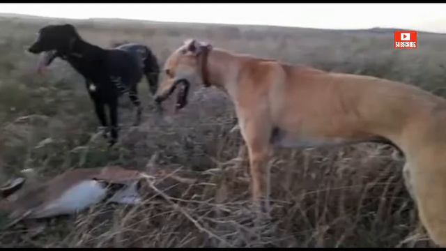 GREYHOUND DOGS VS STEENBOK 2022 p10 смотреть онлайн