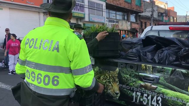 Campaña no a la comercialización de palma de cera y vino смотреть онлайн