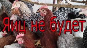 Ваши куры перестали нестись