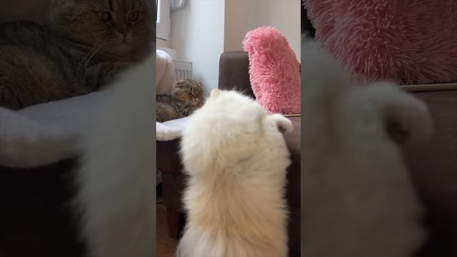 КАССИ УПАЛА В ОБМОРОК 🙀 смотреть онлайн