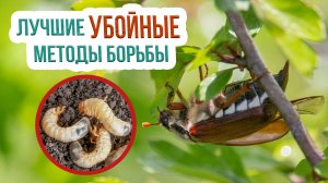 Борьба с майским жуком - 5 самых  эффективных способов! Как вывести личинку майского жука?