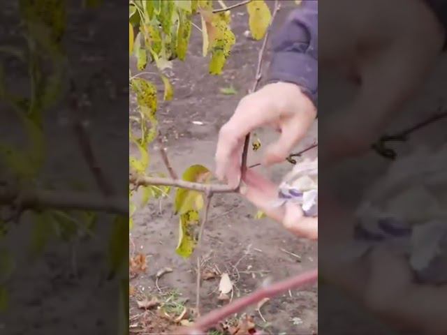 ОБРАБОТКА ран садовым варом смотреть онлайн