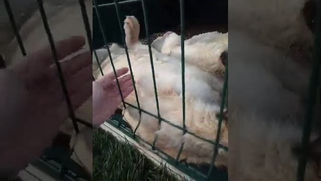 Львиные игрульки!!!