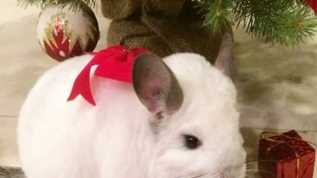 /С НОВЫМ ГОДОМ/ШИНШИЛЛЫ/🐭❤️😍 смотреть онлайн