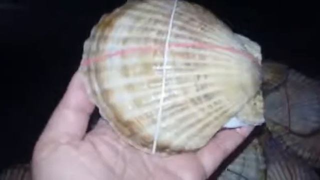 Гребешок в створке! Премиум. смотреть онлайн