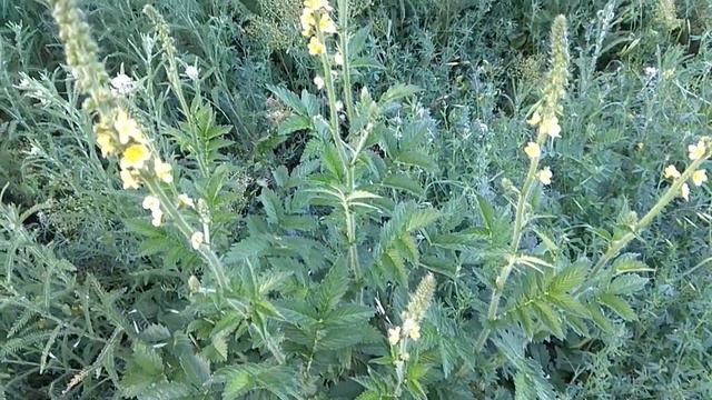 Лекарственное растение репешок. Лечебные свойства и противопоказания смотреть онлайн