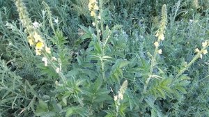 Лекарственное растение репешок. Лечебные свойства и противопоказания