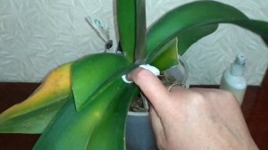 Орхидея получила солнечный ожог на листьях.что делать?