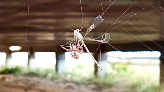 99. Паук против стрекозы. смотреть онлайн