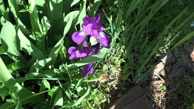 Домашнее цветоводство. Садовые ирисы. Фиолетовый цвет. смотреть онлайн