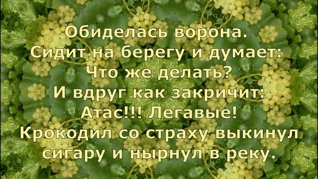 Анекдот о птичках. смотреть онлайн