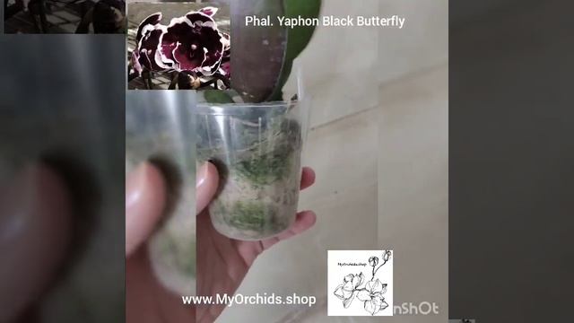 Phalaenopsis Yaphon Black Butterfly смотреть онлайн