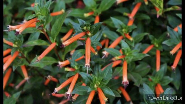 Kufeja, cigara biljka, ukras terasa i balkona смотреть онлайн