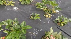 Фенг Сянг. Китайский сорт земляники.