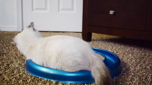 Annie Plays with Bergan Turbo Scratcher Toy (4 Months) смотреть онлайн