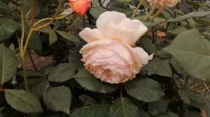 Английская Роза Э  Шропшир Лэд