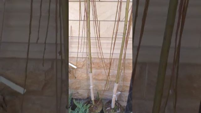 Штамбовая ива верба смотреть онлайн