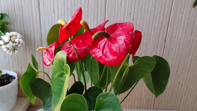 Антуриум Не Раскручивает Бутоны, Причина смотреть онлайн