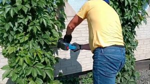 Обрезка живой изгороди на даче садовым триммером MUSTOOL