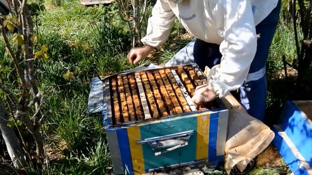 Пчёлы породы Карника.Проверено на себе.Bees breed Karnika. Check for yourself смотреть онлайн