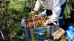 Пчёлы породы Карника.Проверено на себе.Bees breed Karnika. Check for yourself