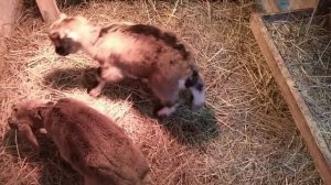 Дегельминтизация  козлят.