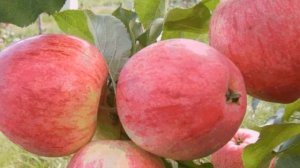 Выращивание яблок как бизнес идея | Яблочный сад | Бизнес на яблоках