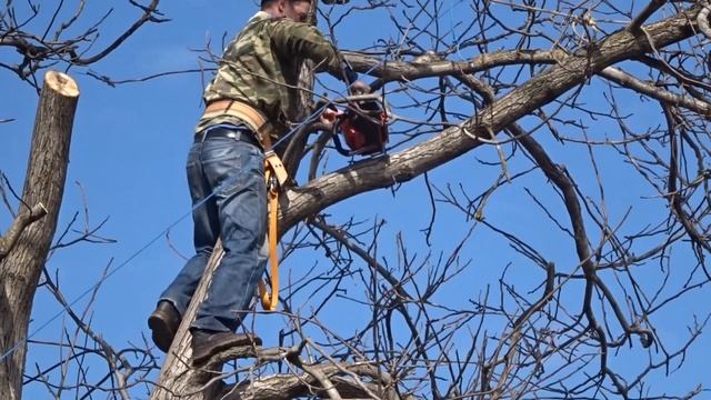 Спил большого дерева бензопилой. Орех. Поэтапно. Что для этого надо?