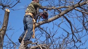 Спил большого дерева бензопилой. Орех. Поэтапно. Что для этого надо?