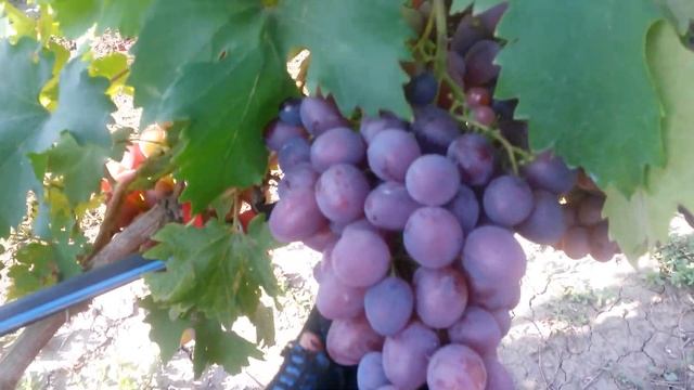 20160809 Виноград Низина смотреть онлайн