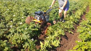 окучивание картофеля мотоблоком с дисковыми окучниками