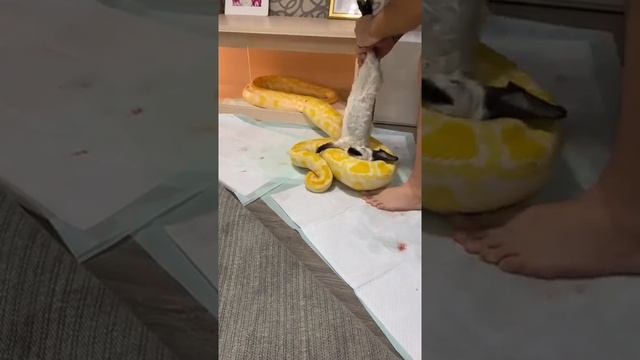 Питон не кусает человека смотреть онлайн