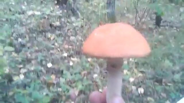 Грибная удача по дороге домой смотреть онлайн
