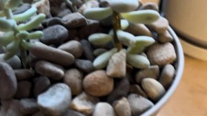 2/10: ПАХИФИТУМ (PACHYPHYTUM GLUTINICAULE), СЕДУМ (SEDUM PACHYPHYLLUM), СЕДУМ (?)!