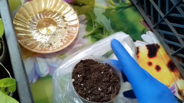 ЧЕРЕНКИ ПЕТУНИИ НЕ УКОРЕНЯЮТСЯ. ПРИЧИНЫ И ОШИБКИ ПРИ УКОРЕНЕНИИ И УХОДЕ. смотреть онлайн