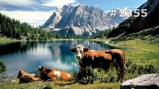#2355. Коровы и буйволы (В мире животных) смотреть онлайн